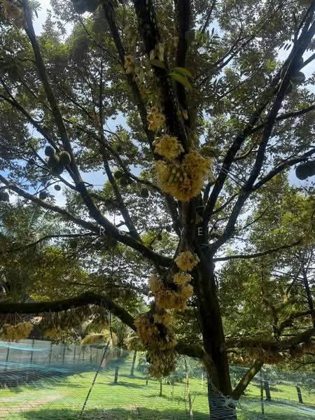 Agricultural Land for Sale in Kulai (Johor) - Torow Yeow - PropertyGuru.com.my