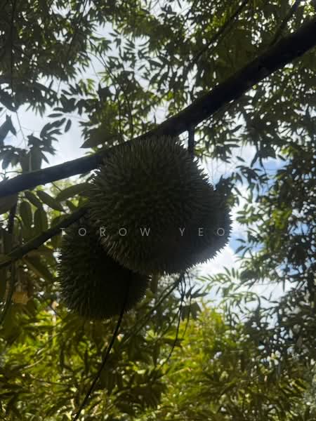 Agricultural Land for Sale in Kulai (Johor) - Torow Yeow - PropertyGuru.com.my