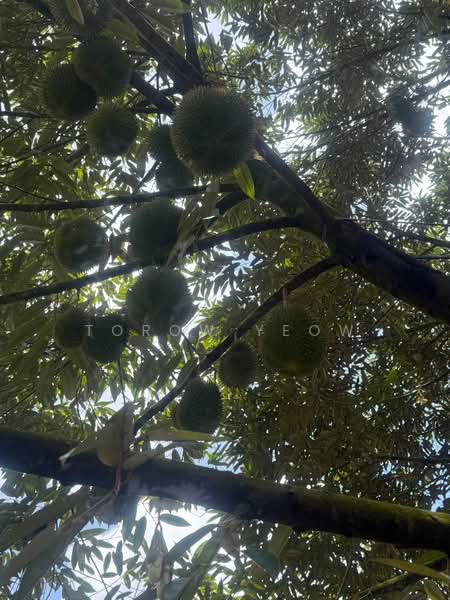 Agricultural Land for Sale in Kulai (Johor) - Torow Yeow - PropertyGuru.com.my