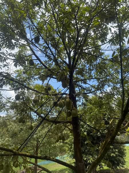 Agricultural Land for Sale in Kulai (Johor) - Torow Yeow - PropertyGuru.com.my