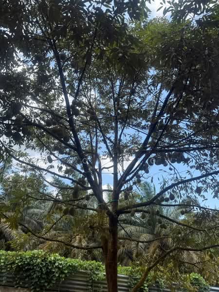 Agricultural Land for Sale in Kulai (Johor) - Torow Yeow - PropertyGuru.com.my