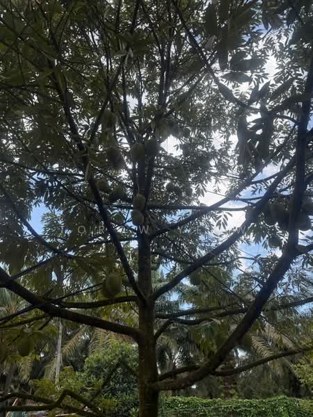 Agricultural Land for Sale in Kulai (Johor) - Torow Yeow - PropertyGuru.com.my