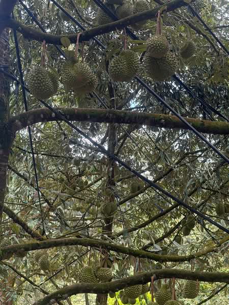 Agricultural Land for Sale in Kulai (Johor) - Torow Yeow - PropertyGuru.com.my