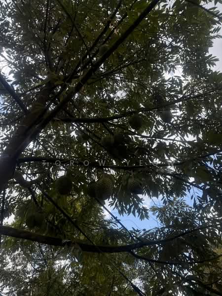 Agricultural Land for Sale in Kulai (Johor) - Torow Yeow - PropertyGuru.com.my