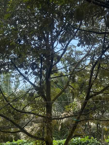 Agricultural Land for Sale in Kulai (Johor) - Torow Yeow - PropertyGuru.com.my