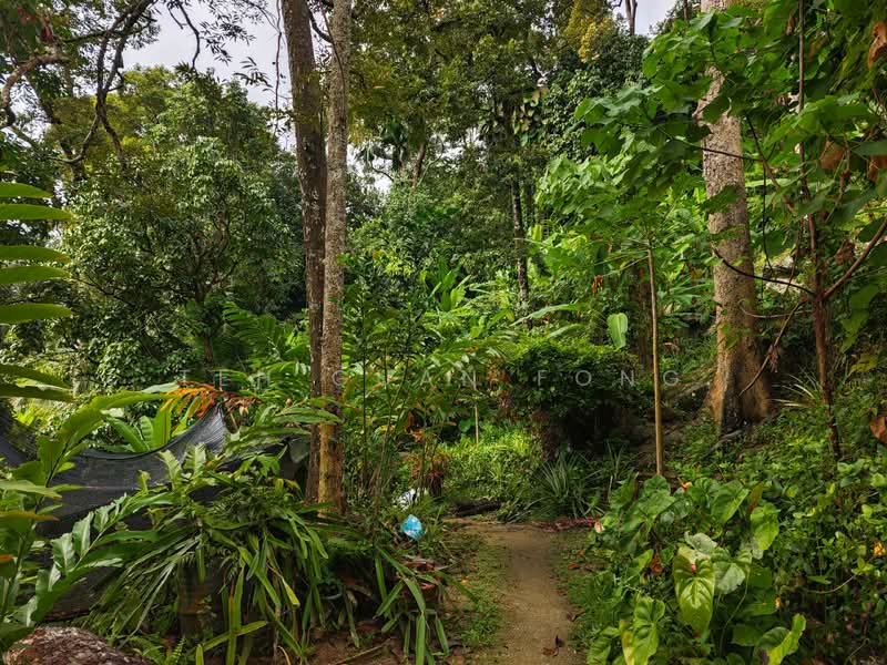 Agricultural Land for Sale in Ayer Itam (Penang) - Teh Guan Fong - Garden - PropertyGuru.com.my