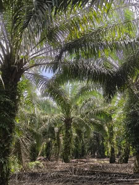 Agricultural Land for Sale in Ayer Baloi (Johor) - Amber Hew - PropertyGuru.com.my