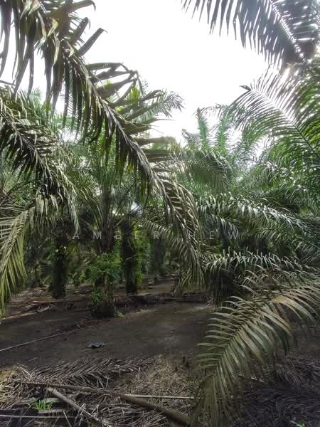 Agricultural Land for Sale in Ayer Baloi (Johor) - Amber Hew - PropertyGuru.com.my