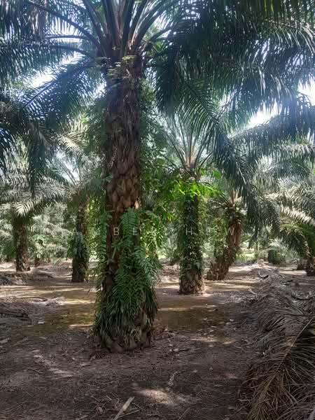 Agricultural Land for Sale in Ayer Baloi (Johor) - Amber Hew - PropertyGuru.com.my