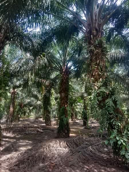 Agricultural Land for Sale in Ayer Baloi (Johor) - Amber Hew - PropertyGuru.com.my