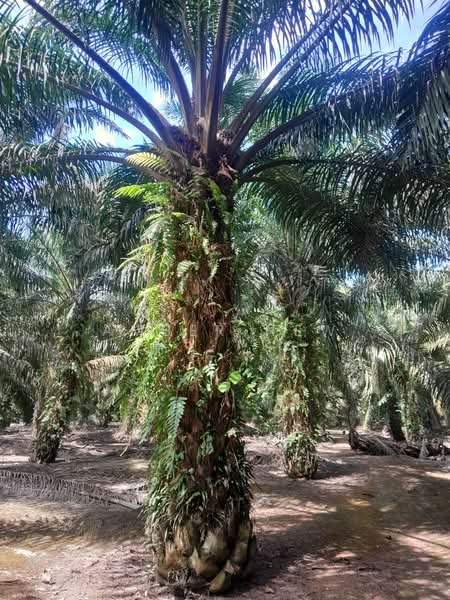 Agricultural Land for Sale in Ayer Baloi (Johor) - Amber Hew - PropertyGuru.com.my