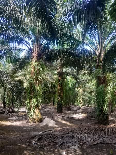 Agricultural Land for Sale in Ayer Baloi (Johor) - Amber Hew - PropertyGuru.com.my