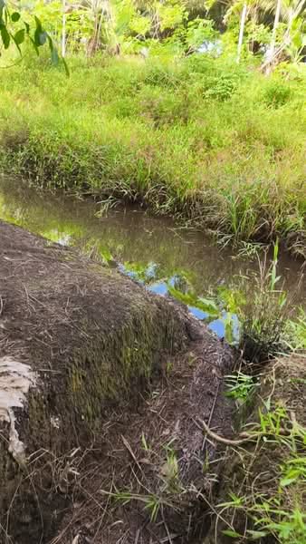 Agricultural Land for Sale in Ayer Baloi (Johor) - Amber Hew - Exterior - PropertyGuru.com.my