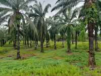 For Sale - bagan datuk