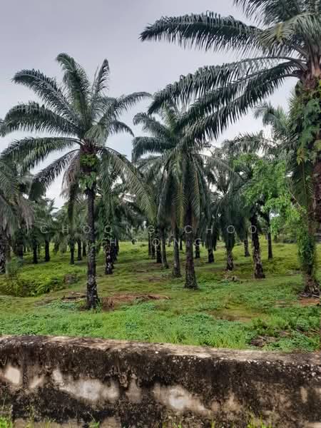 Agricultural Land for Sale in Bagan Datuk (Perak) - Choong Chooi Hoong - PropertyGuru.com.my