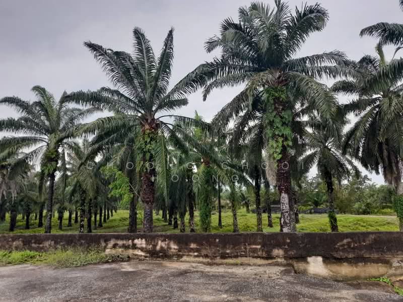 Agricultural Land for Sale in Bagan Datuk (Perak) - Choong Chooi Hoong - Exterior - PropertyGuru.com.my