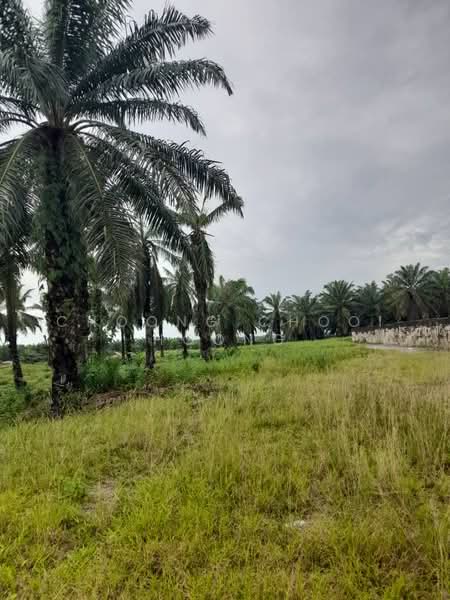 Agricultural Land for Sale in Bagan Datuk (Perak) - Choong Chooi Hoong - Exterior - PropertyGuru.com.my