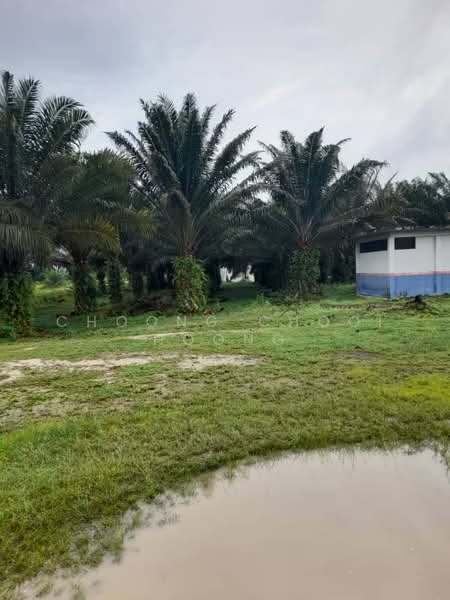 Agricultural Land for Sale in Bagan Datuk (Perak) - Choong Chooi Hoong - Exterior - PropertyGuru.com.my