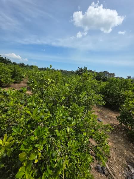 Agricultural Land for Sale in Batu Pahat (Johor) - ZG Law - Exterior - PropertyGuru.com.my