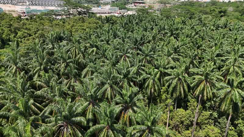 Agricultural Land for Sale in Jeram (Selangor) - Dennix Chin - PropertyGuru.com.my