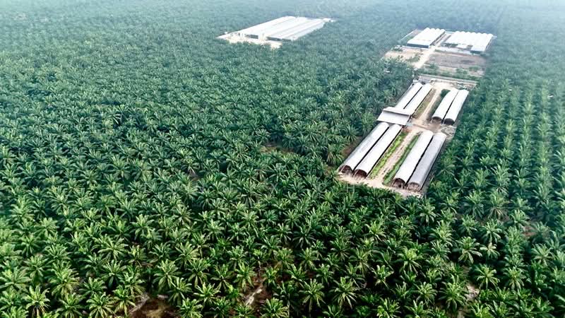 Agricultural Land for Sale in Jeram (Selangor) - Dennix Chin - Exterior - PropertyGuru.com.my