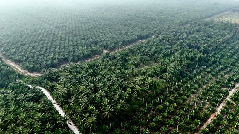 Agricultural Land for Sale in Jeram (Selangor) - Dennix Chin - Exterior - PropertyGuru.com.my