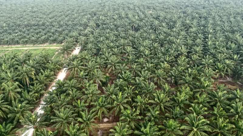 Agricultural Land for Sale in Jeram (Selangor) - Dennix Chin - PropertyGuru.com.my