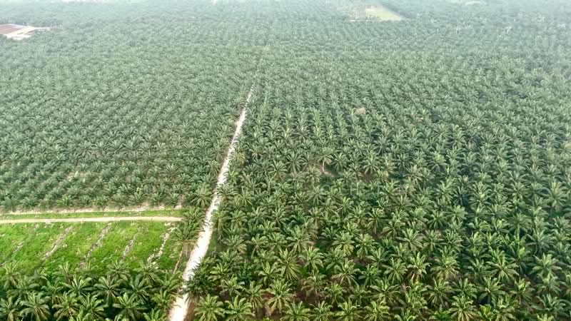 Agricultural Land for Sale in Jeram (Selangor) - Dennix Chin - Exterior - PropertyGuru.com.my