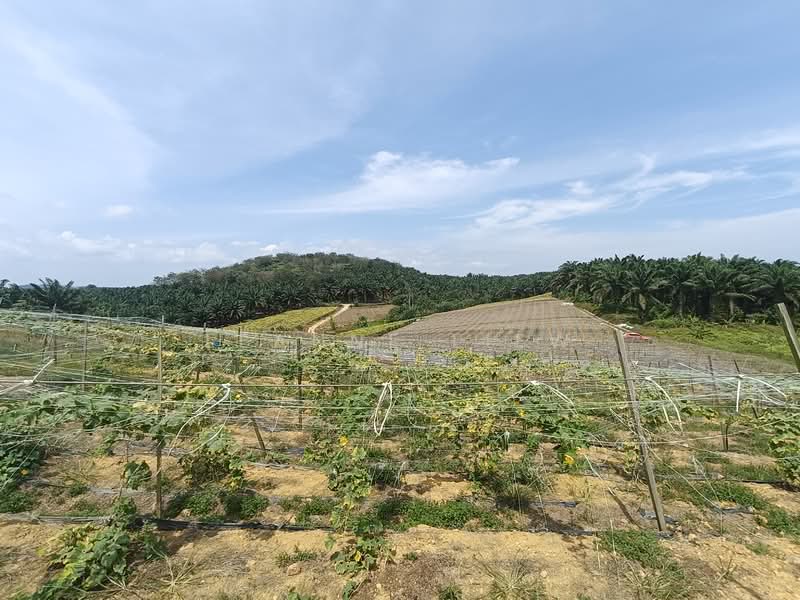 Agricultural Land for Sale in Kulai (Johor) - Leanne Liew - Exterior - PropertyGuru.com.my