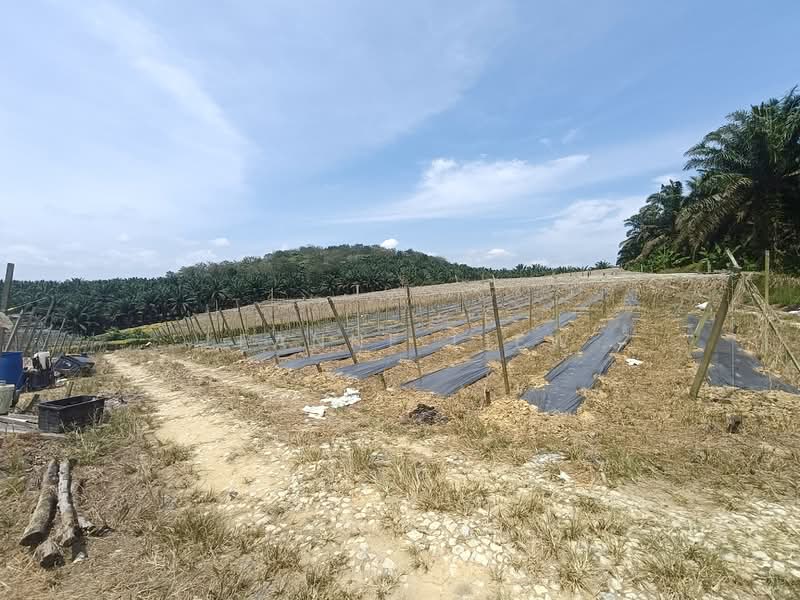 Agricultural Land for Sale in Kulai (Johor) - Leanne Liew - Exterior - PropertyGuru.com.my