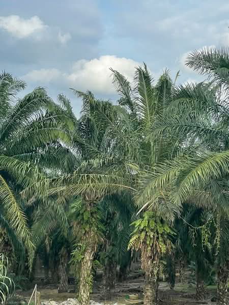 Agricultural Land for Sale in Kawasan Perusahaan Sri Sengkang (Kulai) - SK GOO - Exterior - PropertyGuru.com.my