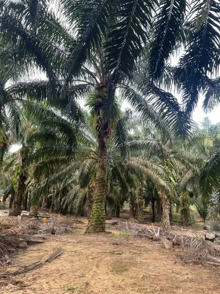 Agricultural Land for Sale in Kawasan Perusahaan Sri Sengkang (Kulai) - SK GOO - Exterior - PropertyGuru.com.my
