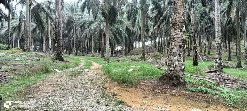 Agricultural Land for Sale in Kawasan Perusahaan Sri Sengkang (Kulai) - SK GOO - Exterior - PropertyGuru.com.my