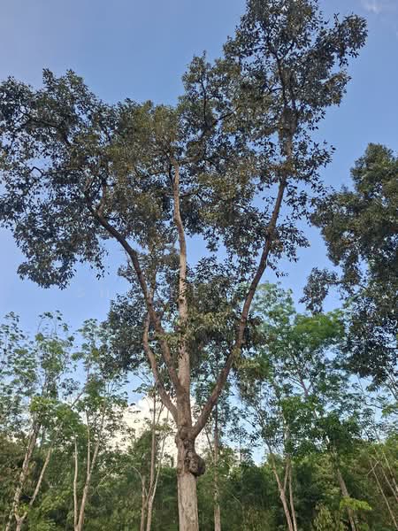 Kampung Jambu Rias untuk Untuk Dijual - RM 1,805,760, Mac 2026 - PropertyGuru.com.my