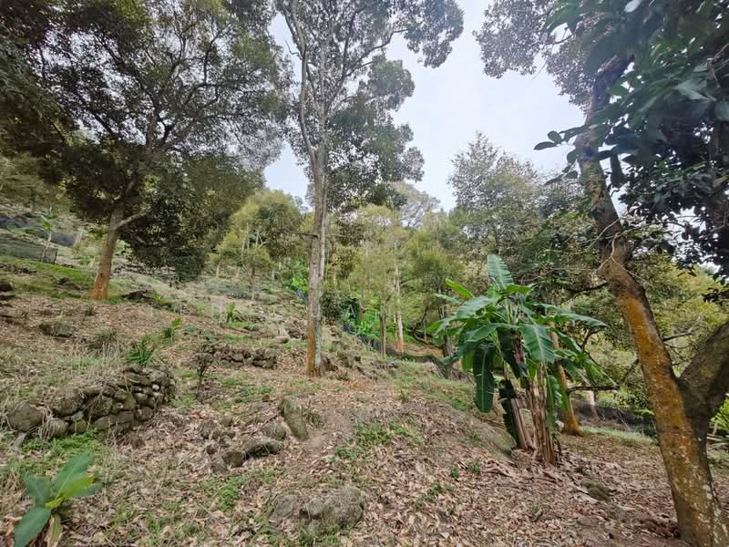 Agricultural Land for Sale in Balik Pulau (Penang) - Teh Guan Fong - Garden - PropertyGuru.com.my