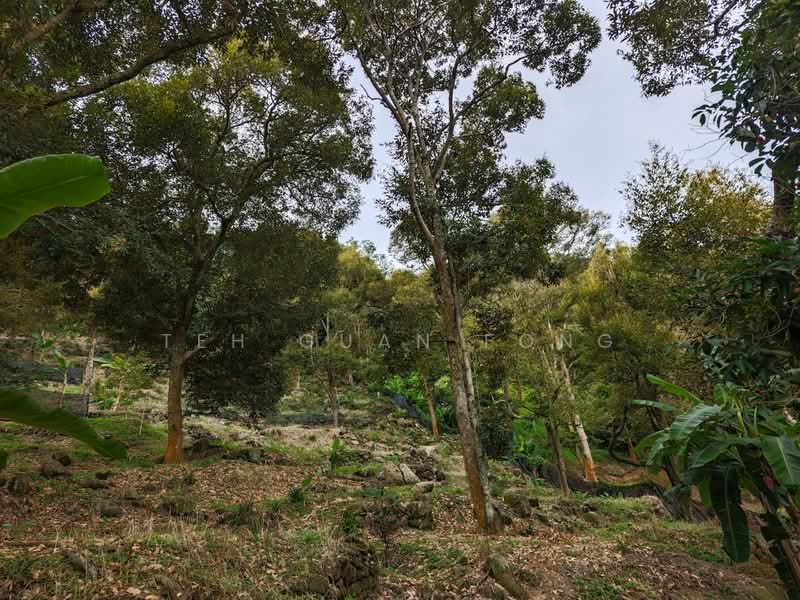 Agricultural Land for Sale in Balik Pulau (Penang) - Teh Guan Fong - Exterior - PropertyGuru.com.my