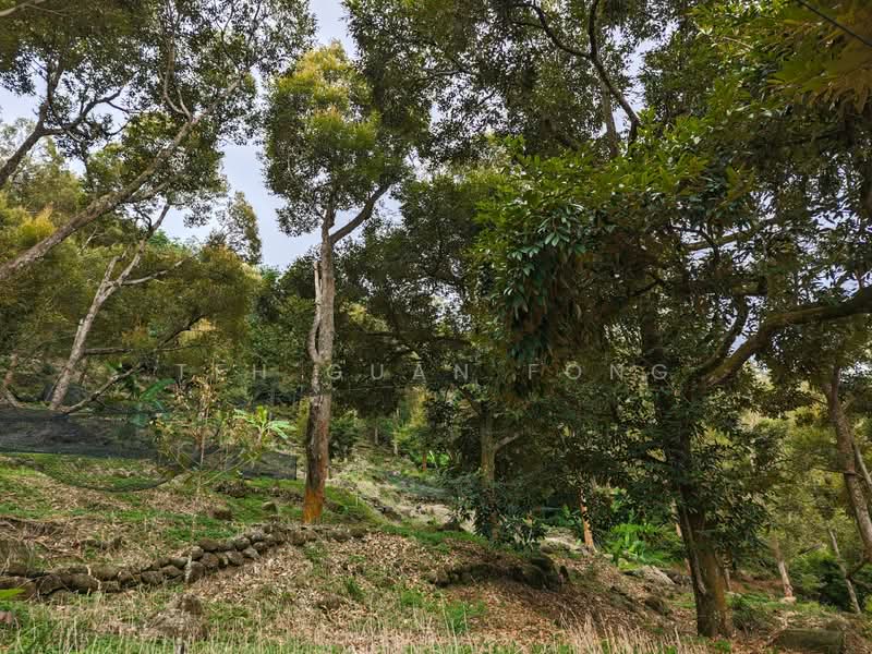 Agricultural Land for Sale in Balik Pulau (Penang) - Teh Guan Fong - Exterior - PropertyGuru.com.my