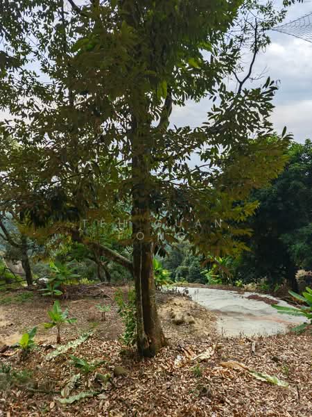 Agricultural Land for Sale in Balik Pulau (Penang) - Teh Guan Fong - Exterior - PropertyGuru.com.my