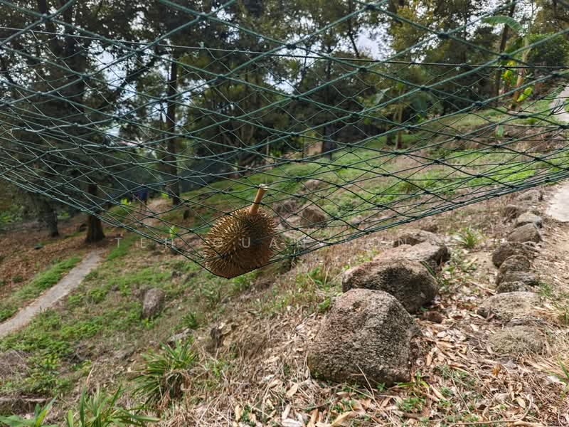 Agricultural Land for Sale in Balik Pulau (Penang) - Teh Guan Fong - Exterior - PropertyGuru.com.my