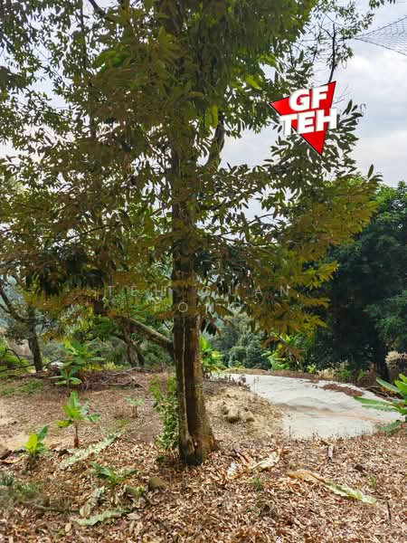Tanah Pertanian untuk Dijual di Balik Pulau (Penang) - Teh Guan Fong - Exterior - PropertyGuru.com.my