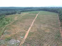 For Sale - 16.45 acres Papaya Garden | Agricultural Land| Selama | Bandar Baharu | Kedah RM 4.05 psf b