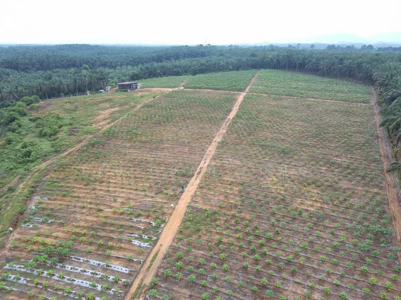 Tanah Pertanian untuk Dijual di Bandar Baharu (Kedah) - Teh Guan Fong - Exterior - PropertyGuru.com.my