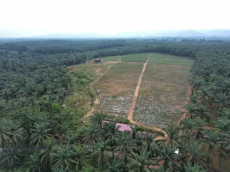 Tanah Pertanian untuk Dijual di Bandar Baharu (Kedah) - Teh Guan Fong - Exterior - PropertyGuru.com.my