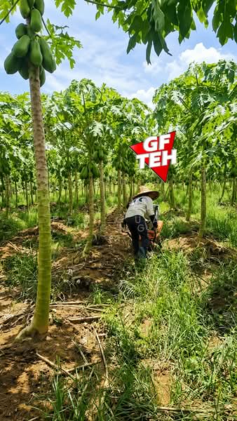 Tanah Pertanian untuk Dijual di Bandar Baharu (Kedah) - Teh Guan Fong - Garden - PropertyGuru.com.my