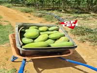 For Sale - 16.45 acre Papaya Garden | Agricultural Land| Selama | Bandar Baharu | Kedah RM 4.68psf b
