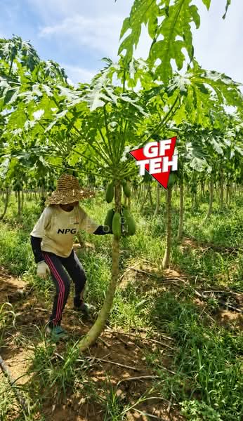 Tanah Pertanian untuk Dijual di Bandar Baharu (Kedah) - Teh Guan Fong - Garden - PropertyGuru.com.my