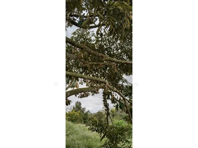 6.25 Acre Durian Farm, Simpang Pelangai (normal car can entry) untuk Untuk Dijual - RM 1,080,000, Mac 2026 - Garden - PropertyGuru.com.my