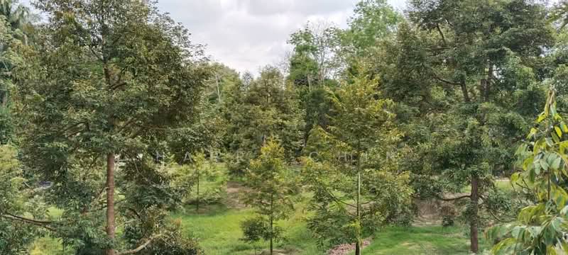 6.25 Acre Durian Farm, Simpang Pelangai (normal car can entry) untuk Untuk Dijual - RM 1,080,000, Mac 2026 - Garden - PropertyGuru.com.my