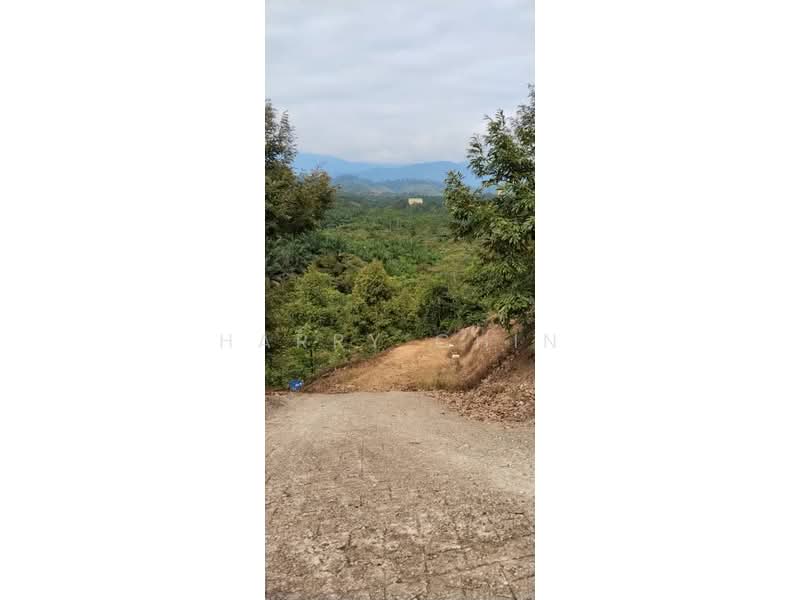 6.25 Acre Durian Farm, Simpang Pelangai (normal car can entry) untuk Untuk Dijual - RM 1,080,000, Mac 2026 - Exterior - PropertyGuru.com.my