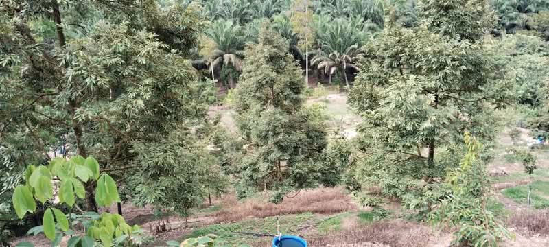 6.25 Acre Durian Farm, Simpang Pelangai (normal car can entry) untuk Untuk Dijual - RM 1,080,000, Mac 2026 - Garden - PropertyGuru.com.my